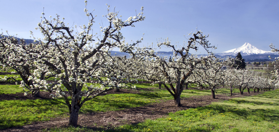 hood orchards